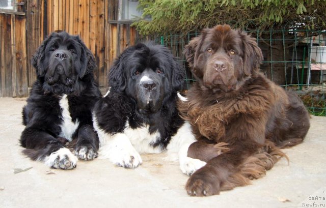 Фотография № 109579