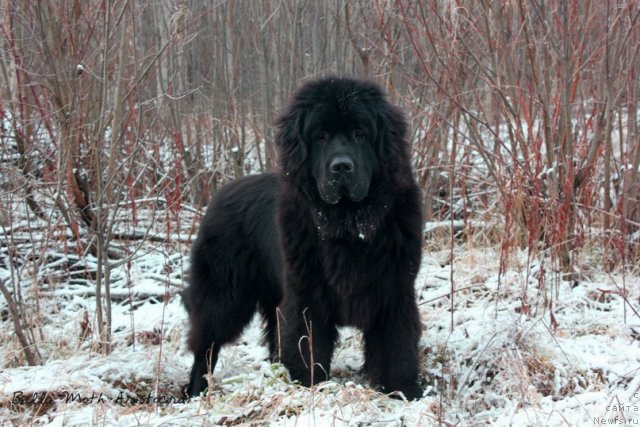 Фотография № 109597