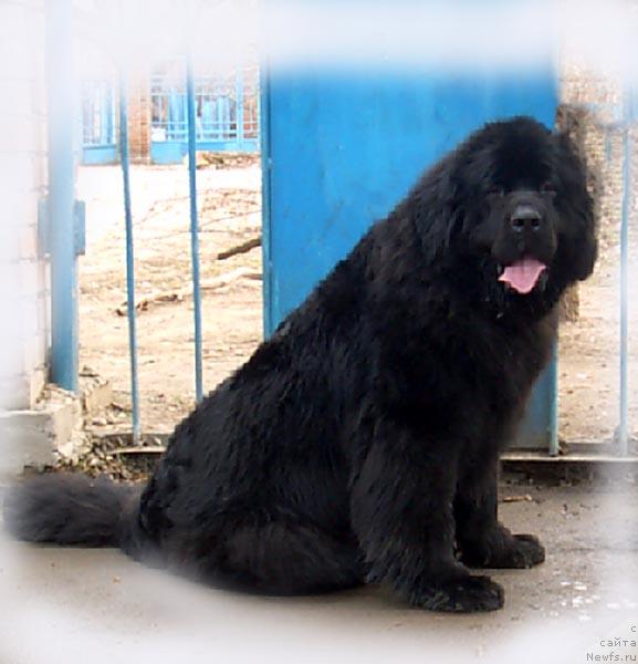 Фото: ньюфаундленд Нью Спейс Минкс Марджери (Nju Speis' Minx Margery)