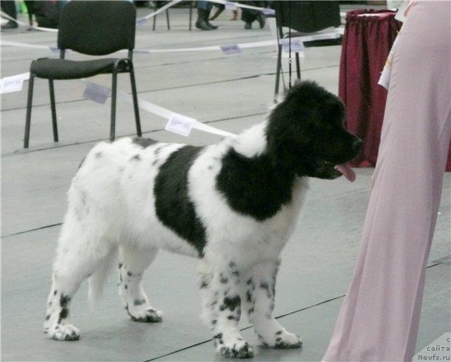 Фото: ньюфаундленд Плюшевая Панда Ла Белла