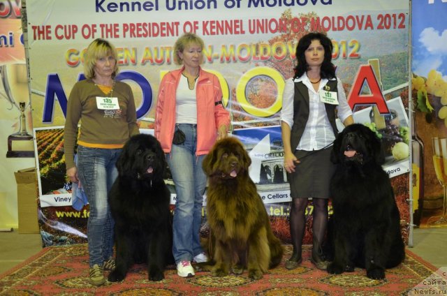 Фото: ньюфаундленд Skippers Ultimate Object, ньюфаундленд Newettas Vanessa, ньюфаундленд Ланцелот Вялiкi Мядзведзь (Lanselot Vialiki Miadzved)