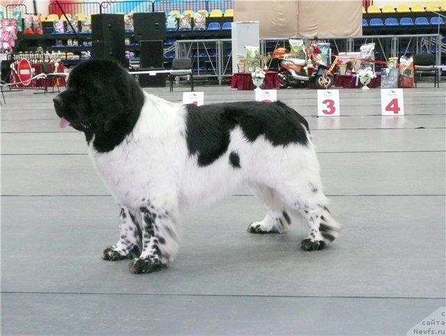 Фото: ньюфаундленд Супер Бизон Арго (Super Bizon Argo)