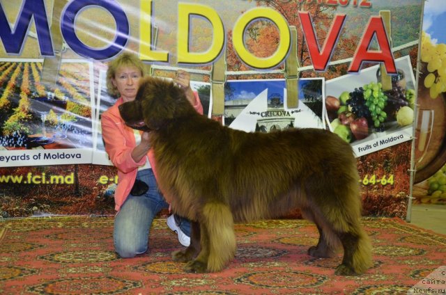 Фото: ньюфаундленд Newettas Vanessa