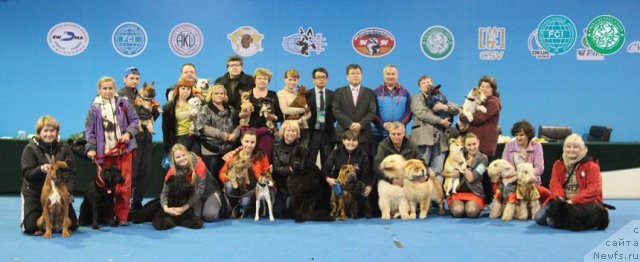 Фото: ньюфаундленд Сент Джонс Тендер Кисс оф Элли (Sent Djons Tender Kiss of Elly)