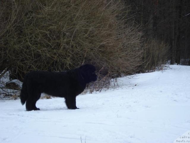 Фото: ньюфаундленд Талула Белл (Talula Bell)