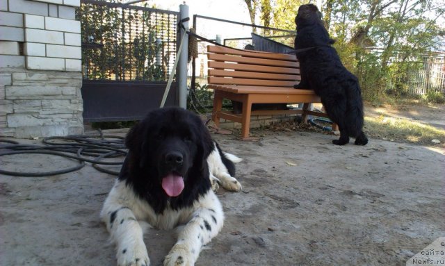 Фото: ньюфаундленд Вом Ватерфалл Лэнд Ай Тодор (Vom Waterfall Land Ay Todor), ньюфаундленд Черный Шарм Ванкувер