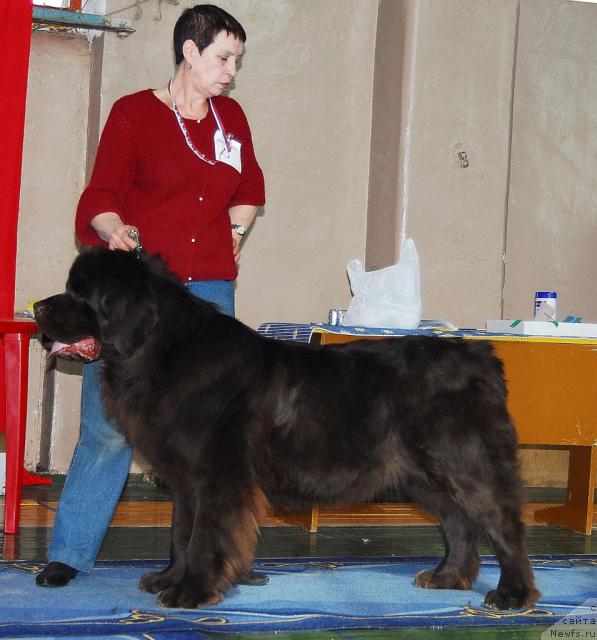 Фото: ньюфаундленд Супер Премиум Бест Бэлжен Ригардс (Super Premium Best Belzhen Regards)