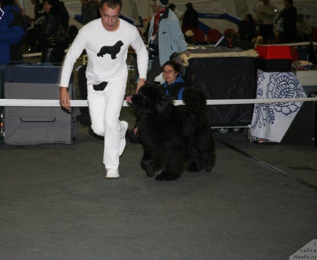 Фото: ньюфаундленд Сент Джонс Хендсел фо Ми (Sent Djons Handsel for Me)