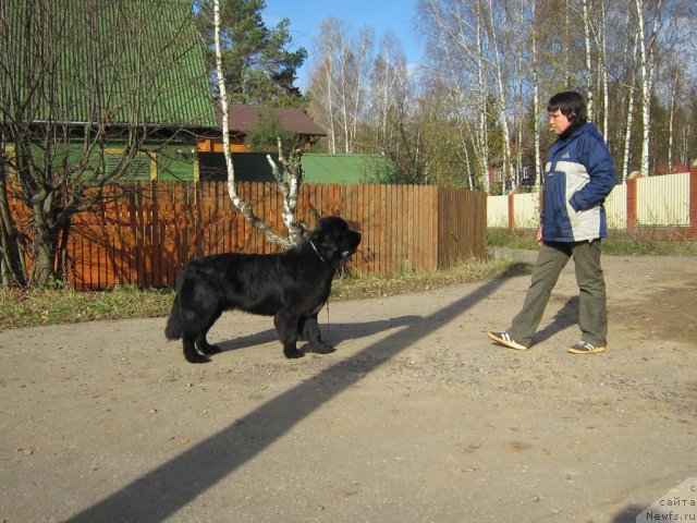 Фото: ньюфаундленд Cristalmar Cadeaux de Noel
