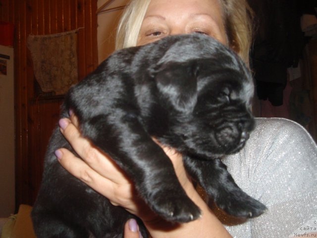 Фото: дети, ньюфаундленд Ньюфорт Лапочка Дочка