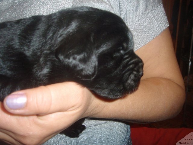 Фото: дети, ньюфаундленд Ньюфорт Лапочка Дочка