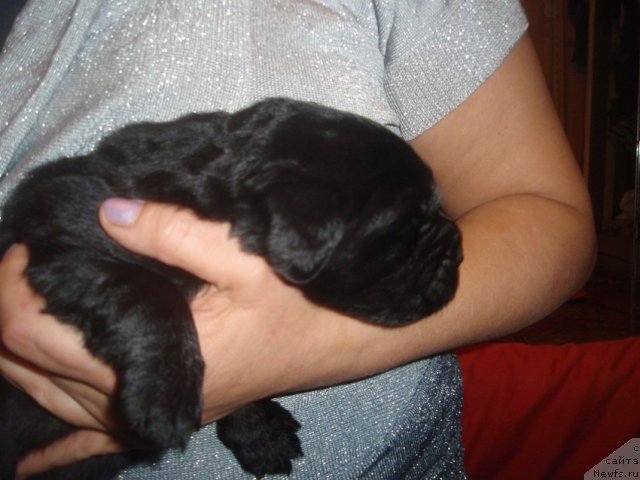 Фото: дети, ньюфаундленд Ньюфорт Лапочка Дочка