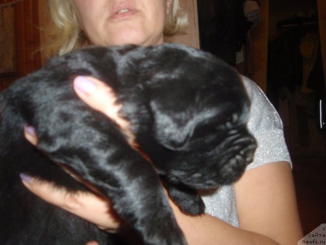 Фото: дети, ньюфаундленд Ньюфорт Лапочка Дочка