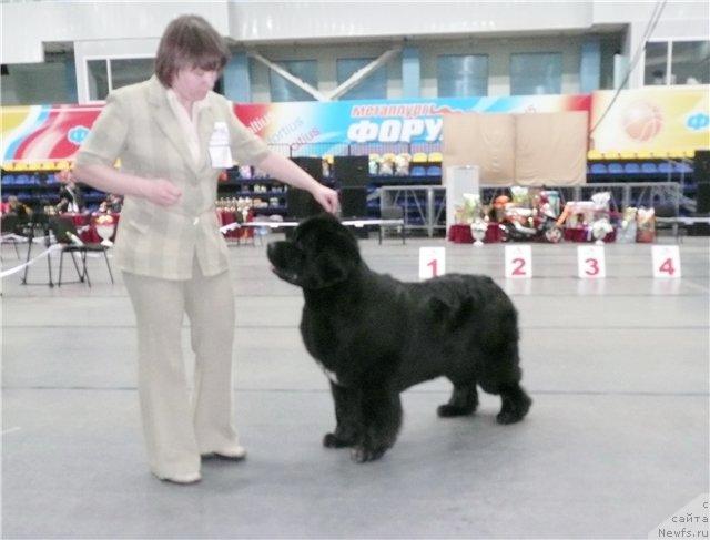 Фото: ньюфаундленд Супер Бизон Анталия