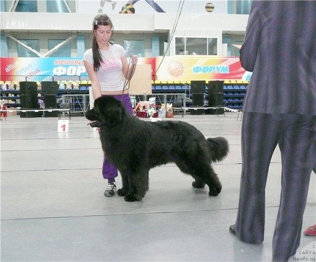 Фото: ньюфаундленд Данс Мемори Фьюджан Риф