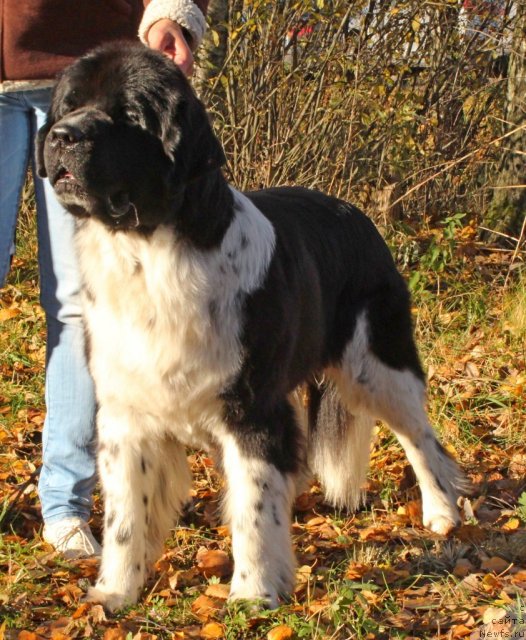 Фото: ньюфаундленд Питерньюф И Дид Ит Агаин (Piternyuf I Did It Again)