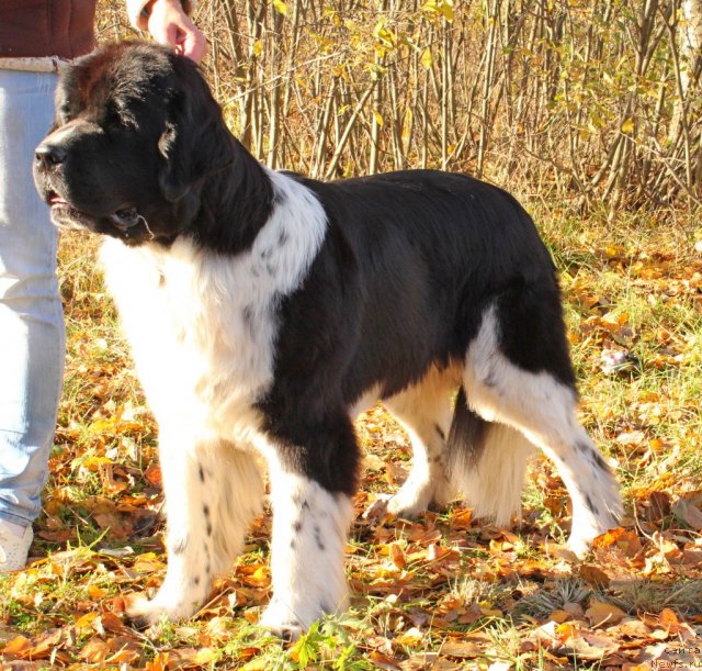 Фото: ньюфаундленд Питерньюф И Дид Ит Агаин (Piternyuf I Did It Again)