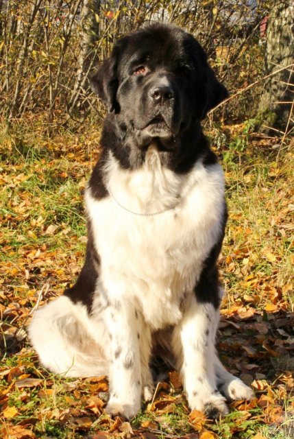 Фото: ньюфаундленд Питерньюф И Дид Ит Агаин (Piternyuf I Did It Again)