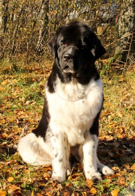 Фото: ньюфаундленд Питерньюф И Дид Ит Агаин (Piternyuf I Did It Again)