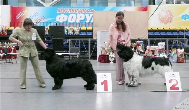 Фото: ньюфаундленд Супер Бизон Анталия, Наталия Снигирева, ньюфаундленд Супер Бизон Арго (Super Bizon Argo), Ксения Новикова