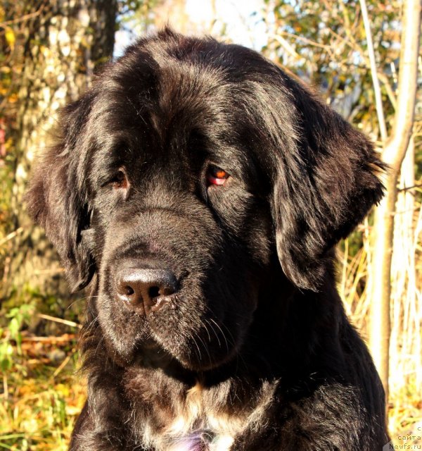 Фото: ньюфаундленд Питерньюф Енигма (Piternyuf Enigma)