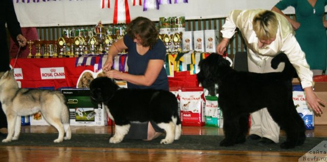 Фото: ньюфаундленд Фиаметтахауз Принцесс Бьюти