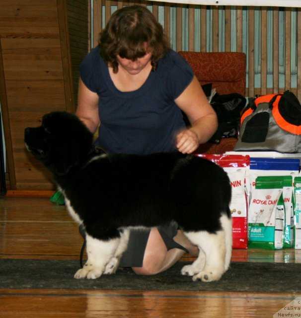 Фото: ньюфаундленд Фиаметтахауз Принцесс Бьюти