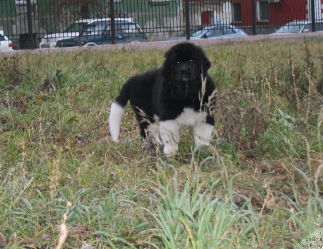 Фото: ньюфаундленд Фиаметтахауз Принцесс Бьюти