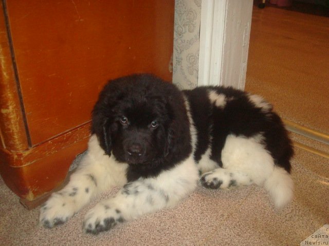 Фото: ньюфаундленд Кипер Соул Найс Гай (Keeper Soul Nice Guy)