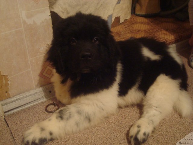 Фото: ньюфаундленд Кипер Соул Найс Гай (Keeper Soul Nice Guy)