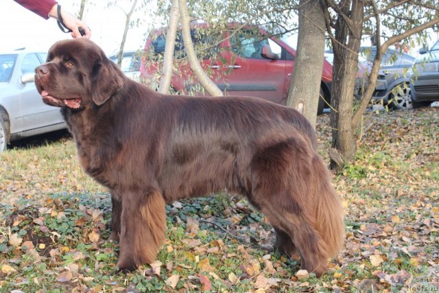 Фото: ньюфаундленд Акватория Келвин Ройал Тедди Беар (Aquatoriya Kelvin Royal Teddy Bear)