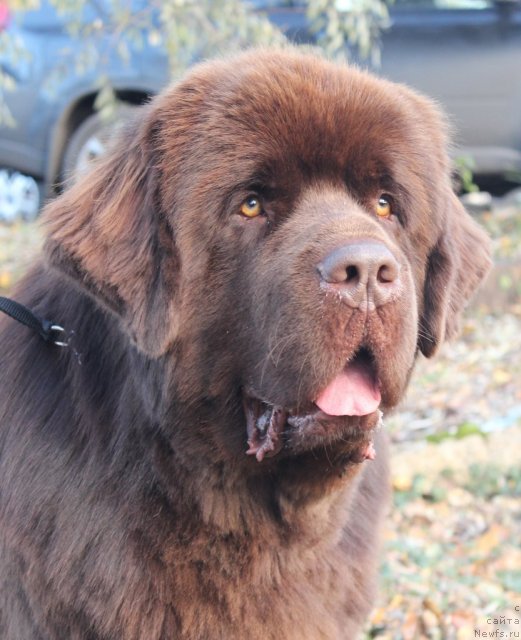 Фото: ньюфаундленд Акватория Келвин Ройал Тедди Беар (Aquatoriya Kelvin Royal Teddy Bear)