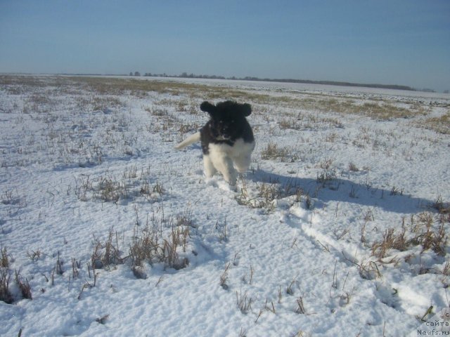 Фото: ньюфаундленд Фиаметтахауз Претти Дрим