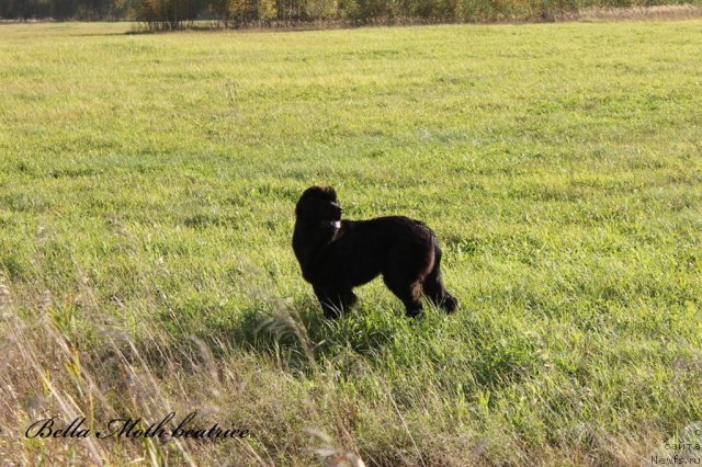 Фото: ньюфаундленд Бэлла Мосс Беатриче