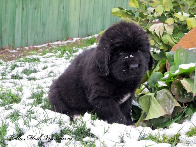 Фотография № 109772