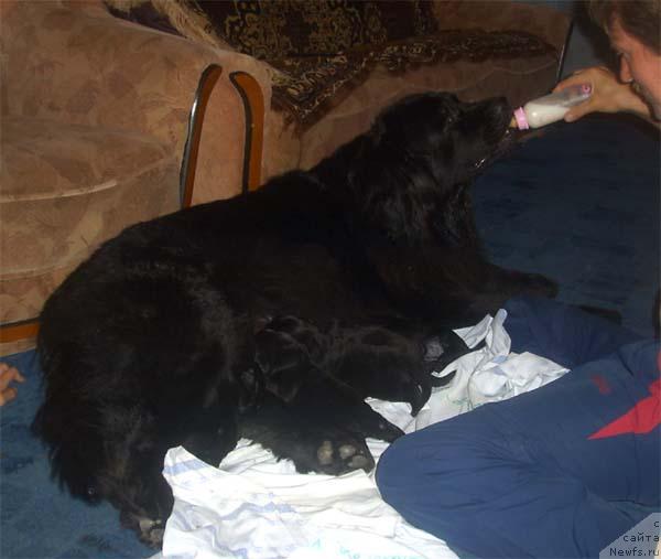 Фото: ньюфаундленд Нью Спейс Минкс Марджери (Nju Speis' Minx Margery)