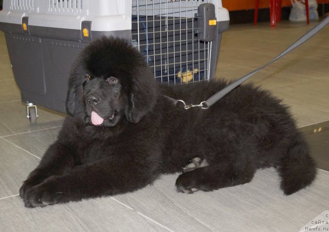 Фото: ньюфаундленд Бегущая по Волнам Шаолинь (Beguschaya po Volnam Shaolin)