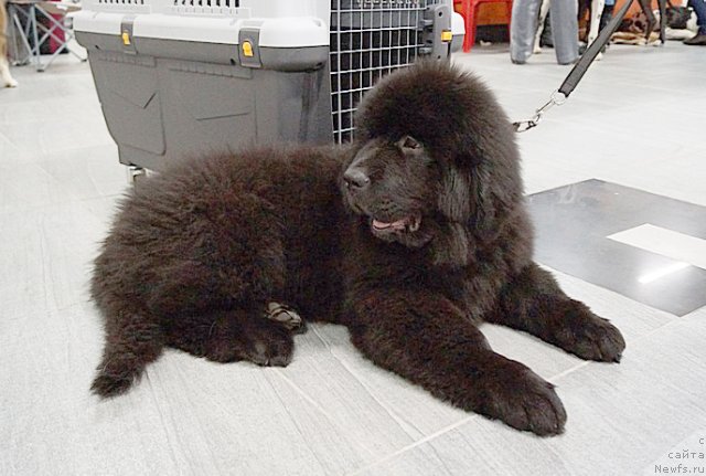 Фото: ньюфаундленд Бегущая по Волнам Шаолинь (Beguschaya po Volnam Shaolin)