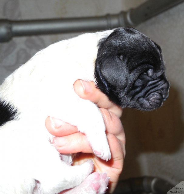 Фото: ньюфаундленд Санта Де Ла Морис