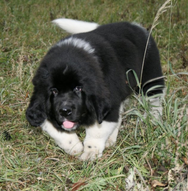 Фото: ньюфаундленд Фиаметтахауз Принцесс Бьюти