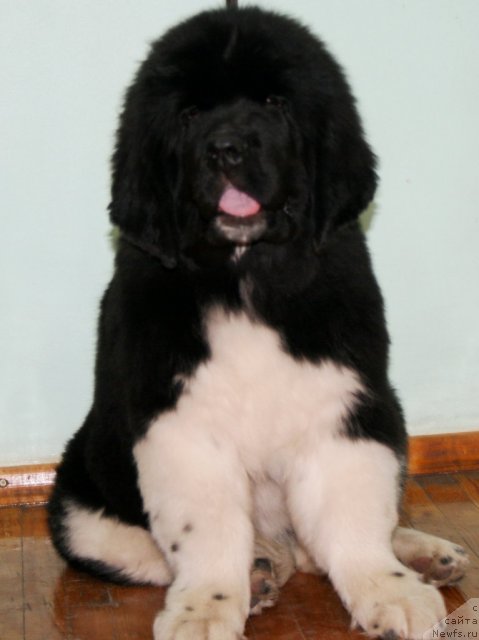 Фото: ньюфаундленд Фиаметтахауз Принцесс Бьюти