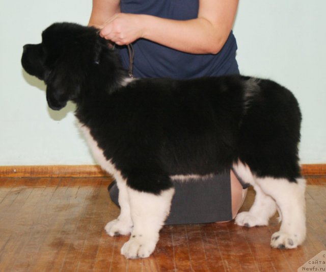 Фото: ньюфаундленд Фиаметтахауз Принцесс Бьюти