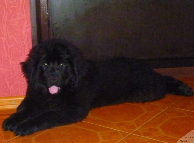 Фото: ньюфаундленд Софья Голден Джесс