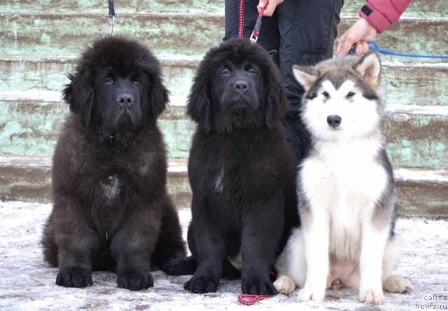 Фото: ньюфаундленд Скарлет О'Хара, ньюфаундленд Симбад Покоритель Морей, маламут подружка.