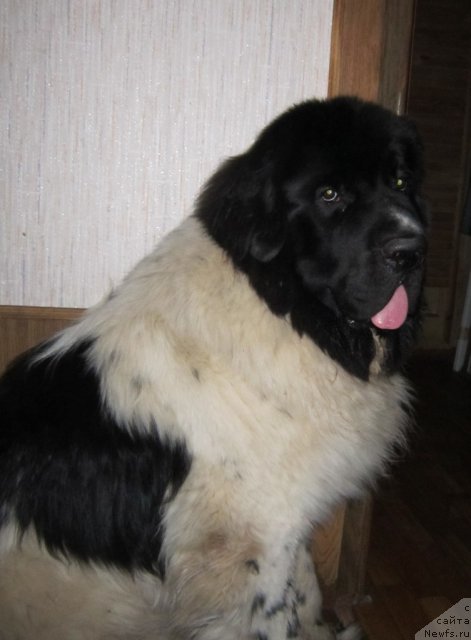 Фото: ньюфаундленд Ремеджио Рассекающий Волну