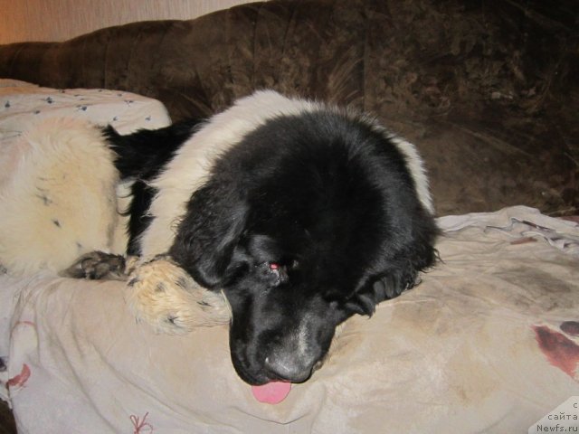 Фото: ньюфаундленд Ремеджио Рассекающий Волну