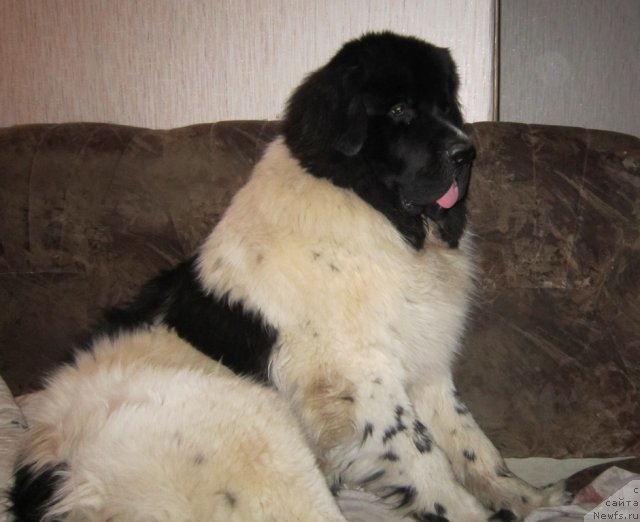 Фото: ньюфаундленд Ремеджио Рассекающий Волну