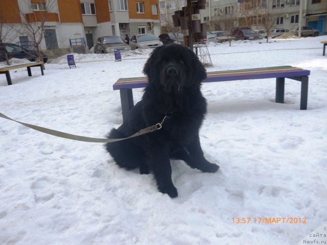 Фото: ньюфаундленд Вашингтон