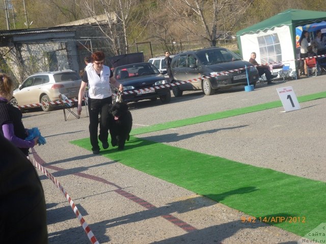 Фото: ньюфаундленд Вашингтон