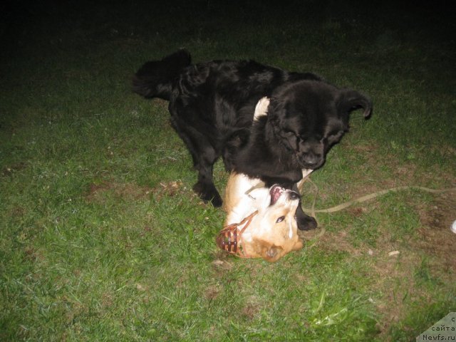 Фото: ньюфаундленд Фиаметтахауз Нусакан